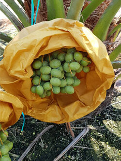 ถุงห่ออินทผลัม ถุงห่อจั่นผลอินทผลัม ถุงกระดาษห่ออินทผลัม ใช้ห่อผลไม้ขนาดใหญ่ เป็นเครือ อาทิ อินทผลัมกลาง กล้วยหอม ขนุน เพื่อป้องกันโรค แมลง และทำให้ผิวสวย