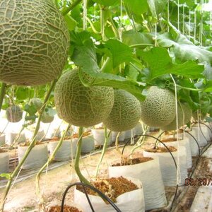 สำหรับผู้ปลูกเมล่อน