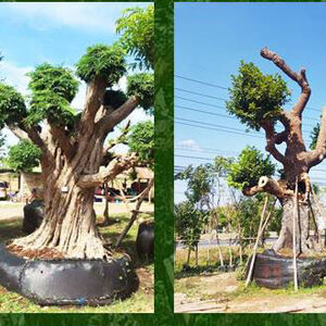 บริษัทรับจัดสวน โทร 080-3296882 ปรับปรุง ดูแลสวน ปรับภูมิทัศน์ จัดสวนปรับภูมิทัศน์ บริการออกแบบจัดสวนแต่งบ้าน