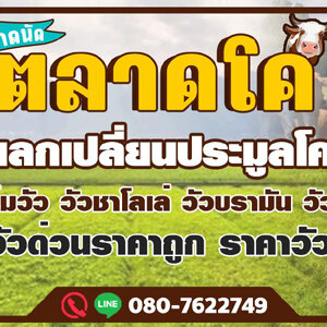 รับจ้างขนสัตว์ โทร 088-9952629 วัว ควาย รถรับจ้างขนสัตว์ ขนแพะ ขนแกะ ขนโค ขนกระบือ ขนส่งสัตว์ ทุกชนิด ทั่วประเทศ