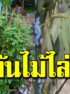 7 ต้นไม้กัน ยุง ควรปลูกไว้ในบ้าน