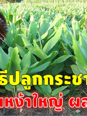 แจกสูตร ปลูกกระชาย ให้ต้นติดและงามไว เหง้าใหญ่หนาดกเร็ว