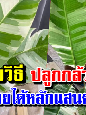 ปลูกกล้วยด่าง พลิกชีวิตรายได้หลักแสนต่อเดือน