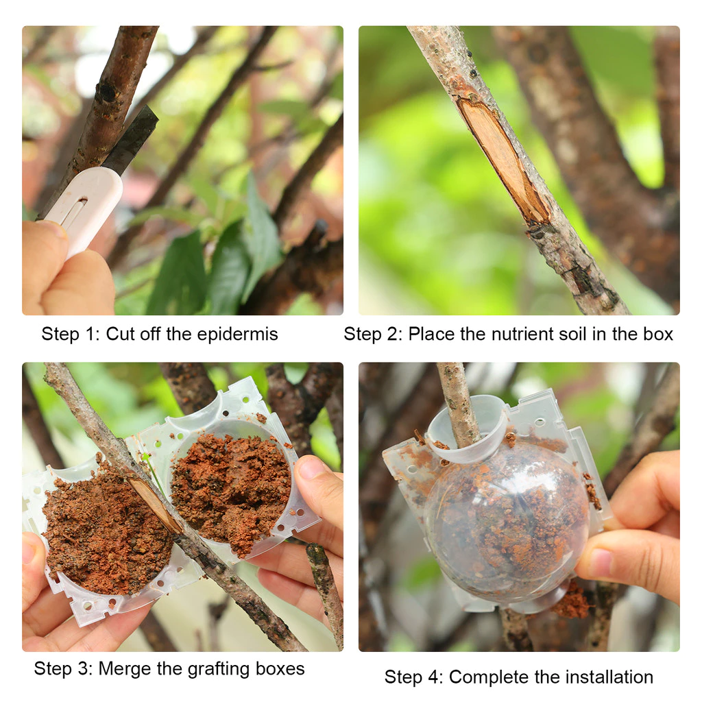 (แพ็ค 10 ชิ้น) ตุ้มตอนกิ่ง ลูกบอลตอนกิ่ง กล่องครอบกิ่ง อุปกรณ์ตอนกิ่งต้นไม้ นำกลับมาใช้ซ้ำได้